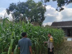 Bhabinkamtibmas Polsek Bubulan Sambangi Petani Jagung