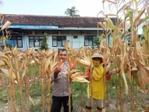 Polsek Kanor Bersama Petani Panen Jagung