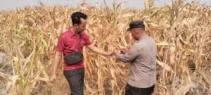 Polsek Baureno Bersama Petani Panen Jagung